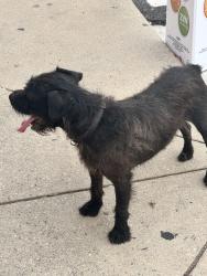 Found/Stray Unknown Dog last seen Near s Holden road, Greensboro, NC 27407