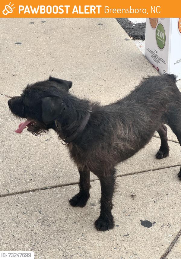 Found/Stray Unknown Dog last seen Near s Holden road, Greensboro, NC 27407