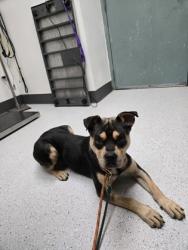 Shelter Stray Male Dog last seen Coliesum BART station, Oakland, CA, 1101 29th Ave, Oakland, CA 94601, USA