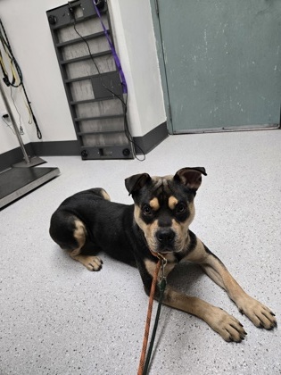 Shelter Stray Male Dog last seen Coliesum BART station, Oakland, CA, 1101 29th Ave, Oakland, CA 94601, USA