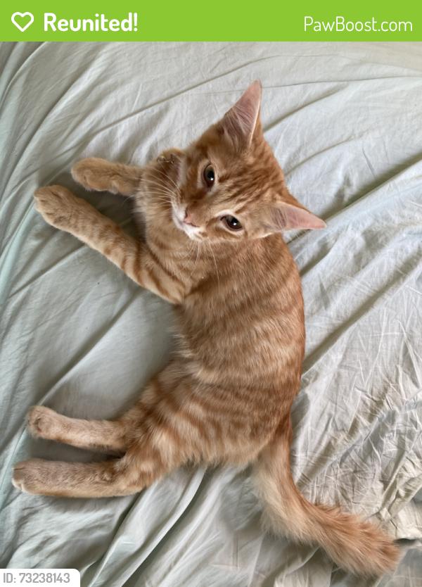 Reunited Male Cat last seen Alan Way, Garden Grove, CA 92843
