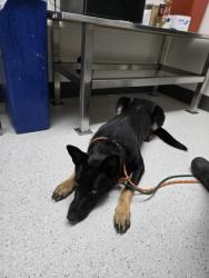 Shelter Stray Female Dog last seen Near 85th ave, Oakland, CA, 1101 29th Ave, Oakland, CA 94601, USA
