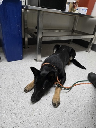 Shelter Stray Female Dog last seen Near 85th ave, Oakland, CA, 1101 29th Ave, Oakland, CA 94601, USA