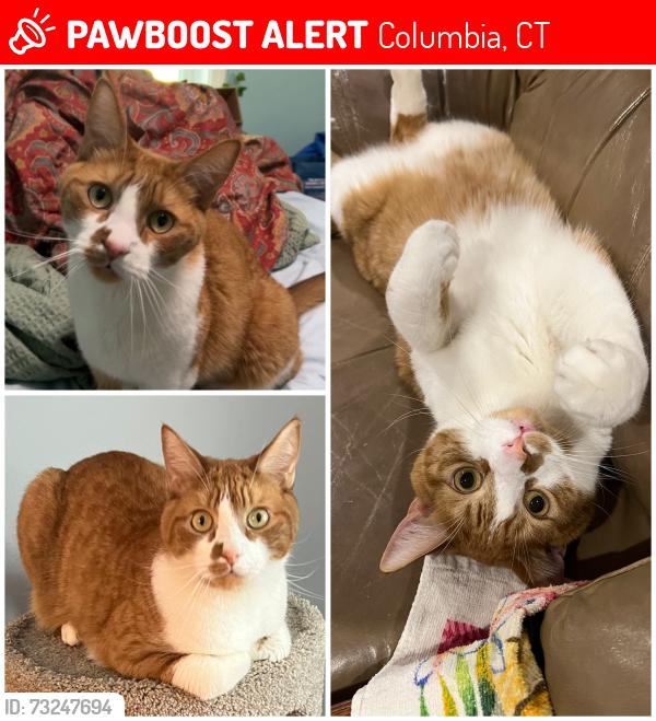 Lost Male Cat last seen Route 66 Columbia CT, Columbia, CT 06237
