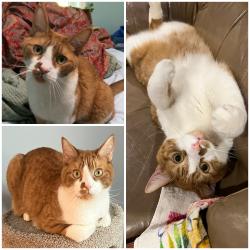 Lost Male Cat last seen Route 66 Columbia CT, Columbia, CT 06237