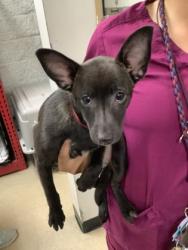 Shelter Stray Male Dog last seen Near Rendon Bloodworth Rd., District 13 - Tarrant County, TX, 355 Hillshire Dr, Haslet, TX 76052, USA