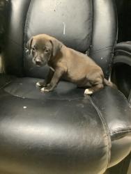 Shelter Stray Male Dog last seen Near S RACE ST, South District, TX, 355 Hillshire Dr, Haslet, TX 76052, USA
