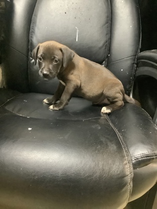 Shelter Stray Male Dog last seen Near S RACE ST, South District, TX, 355 Hillshire Dr, Haslet, TX 76052, USA