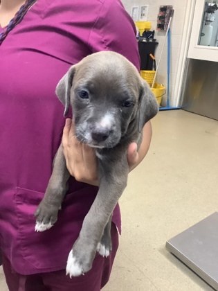 Shelter Stray Female Dog last seen Near S RACE ST, South District, TX, 355 Hillshire Dr, Haslet, TX 76052, USA