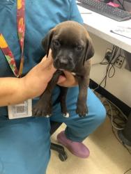 Shelter Stray Female Dog last seen Near S RACE ST, South District, TX, 355 Hillshire Dr, Haslet, TX 76052, USA