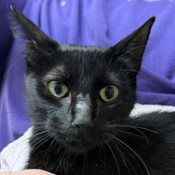 Shelter Stray Female Cat last seen Rock Prairie Rd & Normand Dr, City of College Station, TX, 5359 Leonard Rd, Bryan, TX 77807, USA