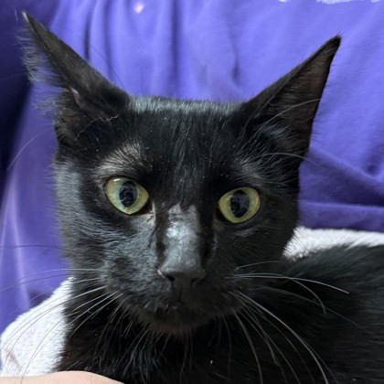 Shelter Stray Female Cat last seen Rock Prairie Rd & Normand Dr, City of College Station, TX, 5359 Leonard Rd, Bryan, TX 77807, USA