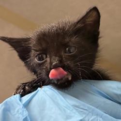 Shelter Stray Male Cat last seen Rock Prairie Rd & Normand Dr, City of College Station, TX, 5359 Leonard Rd, Bryan, TX 77807, USA