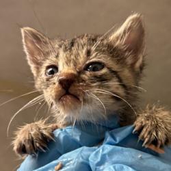 Shelter Stray Female Cat last seen Rock Prairie Rd & Normand Dr, City of College Station, TX, 5359 Leonard Rd, Bryan, TX 77807, USA
