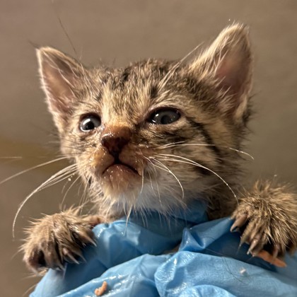 Shelter Stray Female Cat last seen Rock Prairie Rd & Normand Dr, City of College Station, TX, 5359 Leonard Rd, Bryan, TX 77807, USA