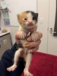 Shelter Stray Female Cat last seen St John Ave & Bellaire Ave, KCMO, 64123, 64123, MO, 7077 Elmwood Ave, Kansas City, MO 64132, USA