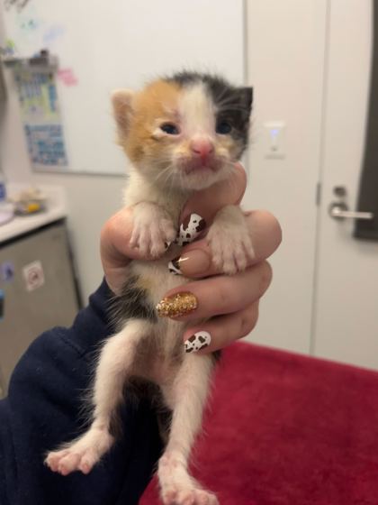 Shelter Stray Female Cat last seen St John Ave & Bellaire Ave, KCMO, 64123, 64123, MO, 7077 Elmwood Ave, Kansas City, MO 64132, USA