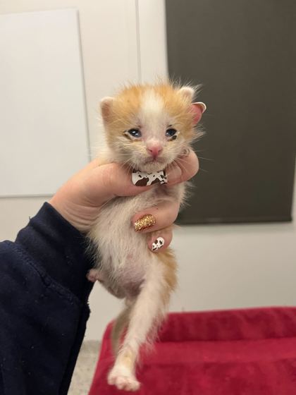 Shelter Stray Male Cat last seen St John Ave & Bellaire Ave, KCMO, 64123, 64123, MO, 7077 Elmwood Ave, Kansas City, MO 64132, USA
