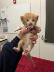 Shelter Stray Male Cat last seen St John Ave & Bellaire Ave, KCMO, 64123, 64123, MO, 7077 Elmwood Ave, Kansas City, MO 64132, USA