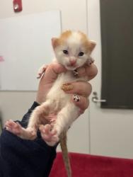 Shelter Stray Male Cat last seen St John Ave & Bellaire Ave, KCMO, 64123, 64123, MO, 7077 Elmwood Ave, Kansas City, MO 64132, USA