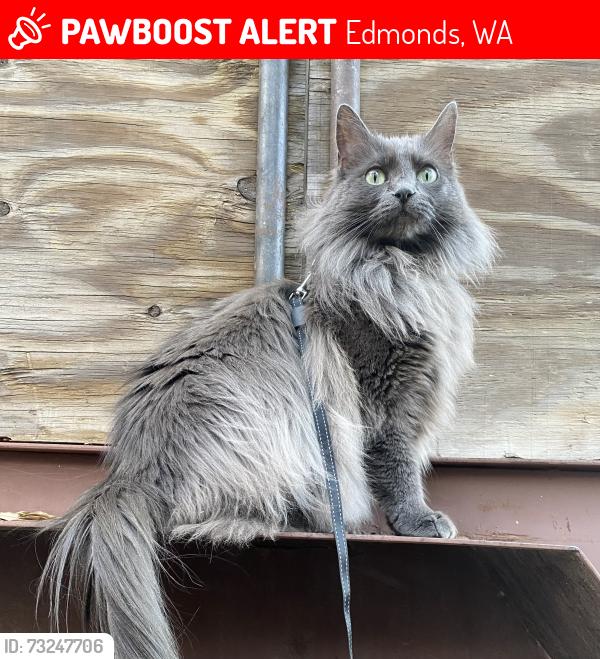 Lost Female Cat last seen Maplewood Drive, Edmonds, WA 98020