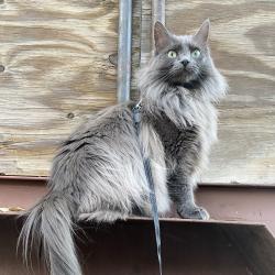 Lost Female Cat last seen Maplewood Drive, Edmonds, WA 98020