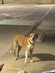 Found/Stray Male Dog last seen Murphy gas station and dollar tree, San Antonio, TX 78244
