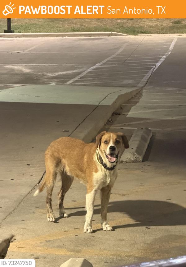 Found/Stray Male Dog last seen Murphy gas station and dollar tree, San Antonio, TX 78244