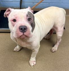 Shelter Stray Male Dog last seen , 30032, GA, 3280 Chamblee Dunwoody Rd, Chamblee, GA 30341, USA