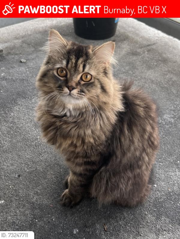 Lost Male Cat last seen Parkdale and Jordan Dr, Burnaby, BC V5B 2X4