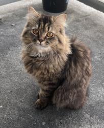 Lost Male Cat last seen Parkdale and Jordan Dr, Burnaby, BC V5B 2X4