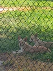 Found/Stray Unknown Dog last seen Neel park, Ceres, CA 95307