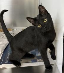 Shelter Stray Female Cat last seen Near Whit Dr., 75150, TX, 1650 Gross Rd, Mesquite, TX 75149, USA