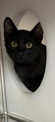 Shelter Stray Male Cat last seen Near Whit Dr., 75150, TX, 1650 Gross Rd, Mesquite, TX 75149, USA