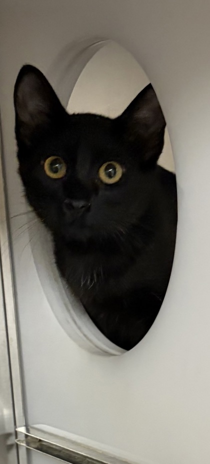 Shelter Stray Male Cat last seen Near Whit Dr., 75150, TX, 1650 Gross Rd, Mesquite, TX 75149, USA