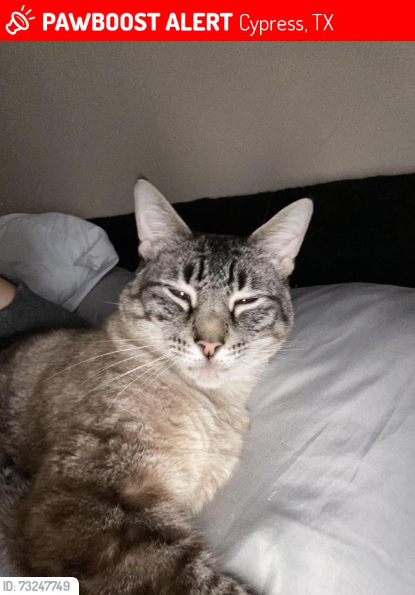 Lost Male Cat last seen Bent pine drive, Cypress, TX 77429
