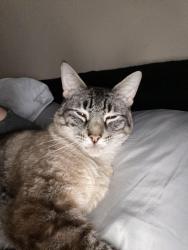 Lost Male Cat last seen Bent pine drive, Cypress, TX 77429