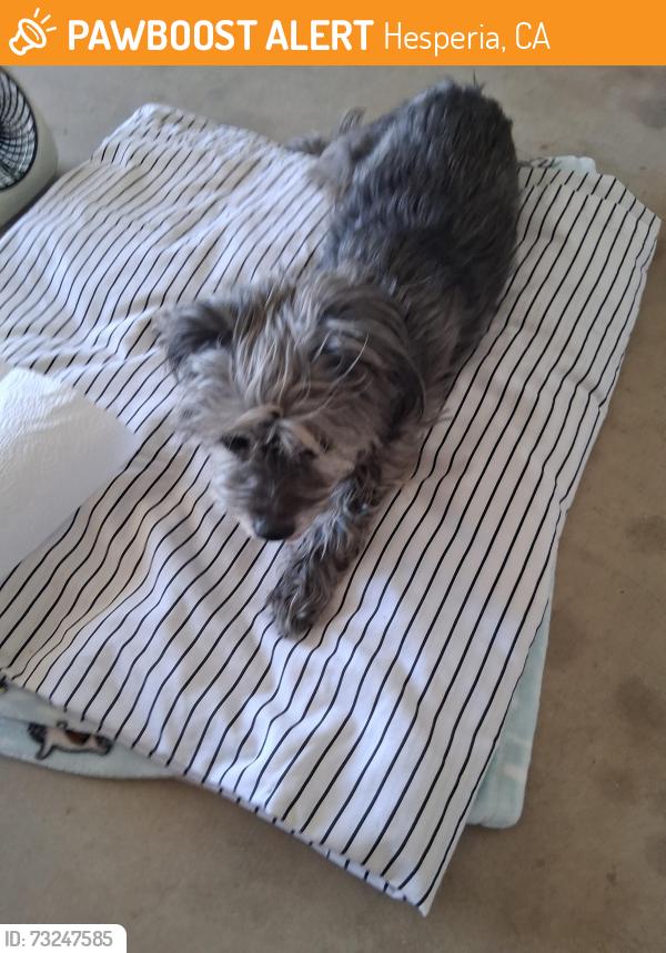 Found/Stray Female Dog last seen Temecula and Yuba Street, Hesperia, CA 92345