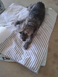 Found/Stray Female Dog last seen Temecula and Yuba Street, Hesperia, CA 92345