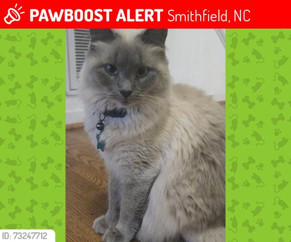 Lost Female Cat last seen Near South Smithfield Elementary, Smithfield, NC 27577
