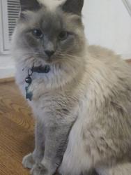 Lost Female Cat last seen Near South Smithfield Elementary, Smithfield, NC 27577
