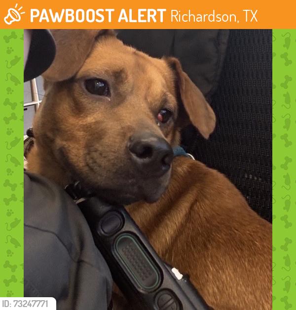 Found/Stray Male Dog last seen Near Regency Dr, Richardson, TX 75080