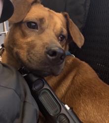 Found/Stray Male Dog last seen Near Regency Dr, Richardson, TX 75080