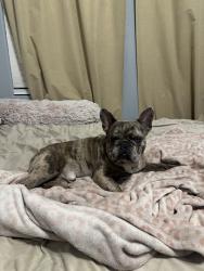 Lost Male Dog last seen cotton lane, Waddell, AZ 85355