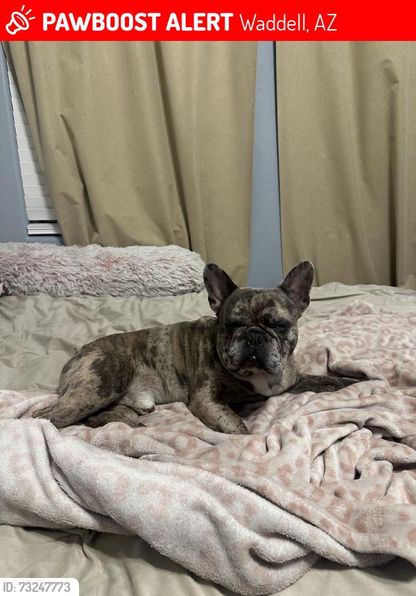 Lost Male Dog last seen cotton lane, Waddell, AZ 85355