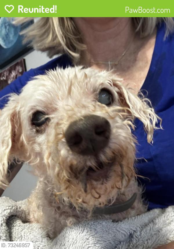Reunited Male Dog last seen Near Senterra Bend Cir, Spring, TX 77379, USA, Spring, TX 77379