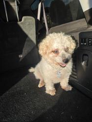 Reunited Female Dog last seen Westridge, Henry County, GA 30253