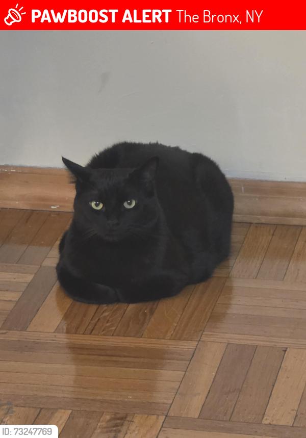 Lost Male Cat last seen Odell street, The Bronx, NY 10462