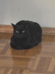 Lost Male Cat last seen Odell street, The Bronx, NY 10462
