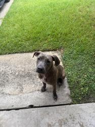 Found/Stray Male Dog last seen Freeway Manor Park, Houston, TX 77034